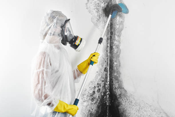 Best Post-Remediation Verification Testing  in Crainvle, IL