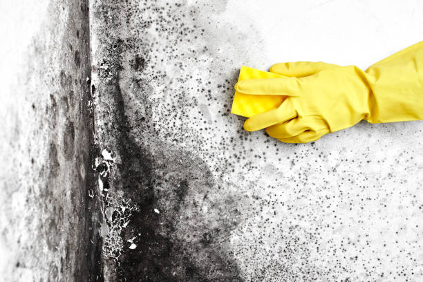 Best Crawl Space Mold Remediation  in Crainvle, IL