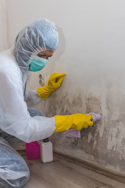 Best Black Mold Removal  in Crainvle, IL
